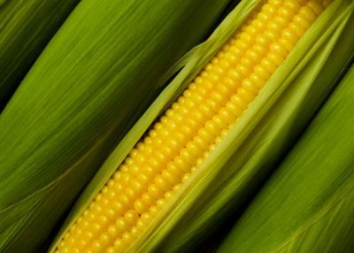 Fresh Raw Organic Corn...Yummmy!